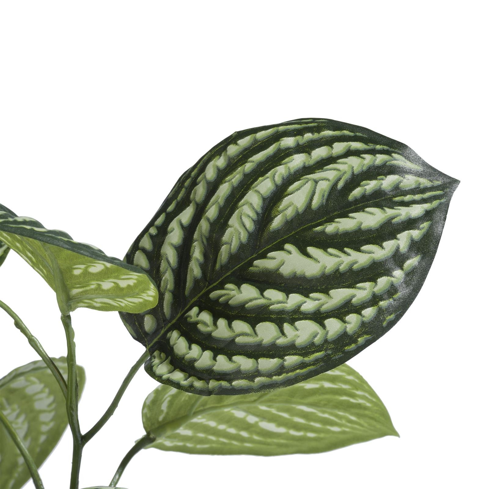 Coco Maison Peperomia bush ca. 30cm in grün