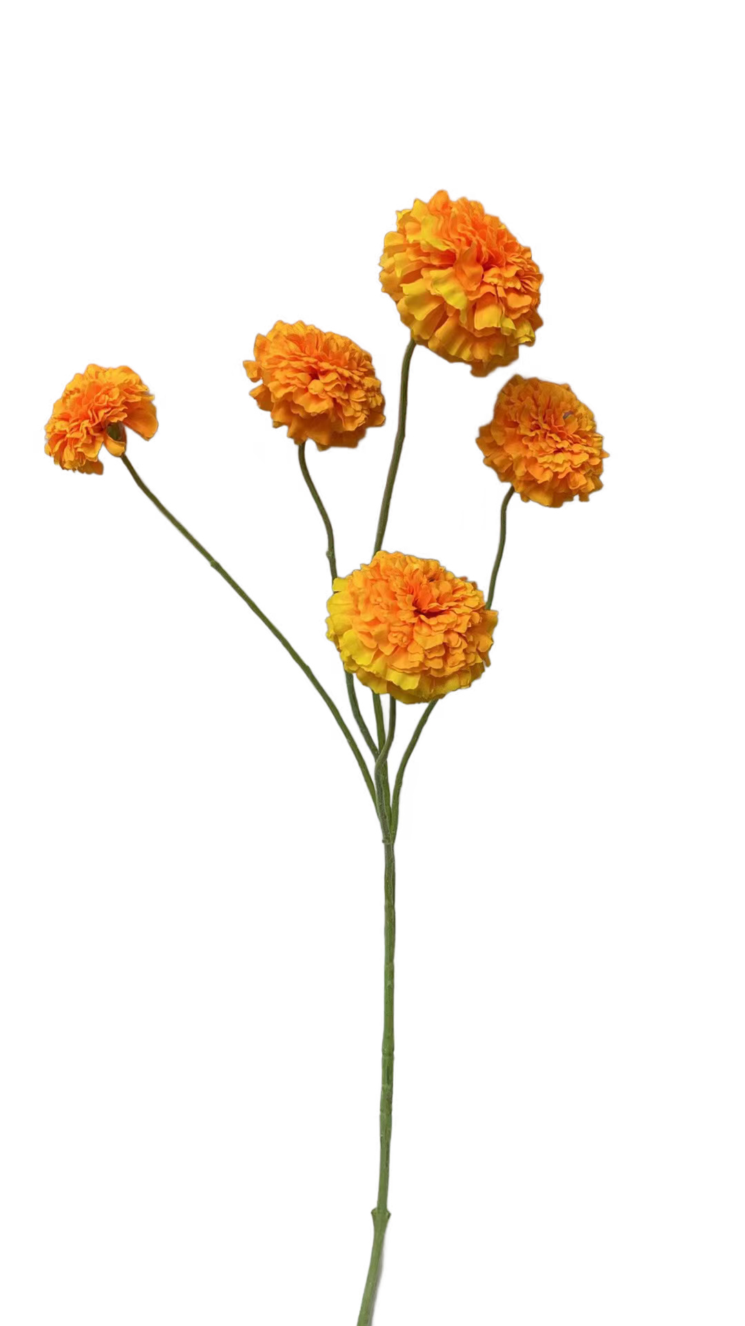 Tagetes ca. 95cm 1785-334 in Orange, Blumen, Kopfschnitt-Ohne Top, orange Blüten, Trockenblume, Stiele