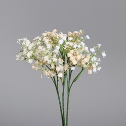 DPI Schleierkraut in Farbe cream-white-combination, Blume, Blumen-Arrangement, Pflanze, Blumenstrauß, Blütenblatt