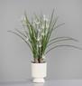 DPI Spider Orchideen Arrangement 60585-05 in cream 67cm Topf 17,5x13.5cm