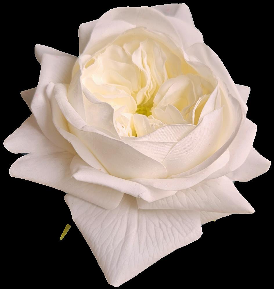 Englische Rose 65 cm in 