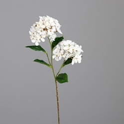 DPI Hortensie in Farbe cream, Blume, Pflanze, Blütenblatt