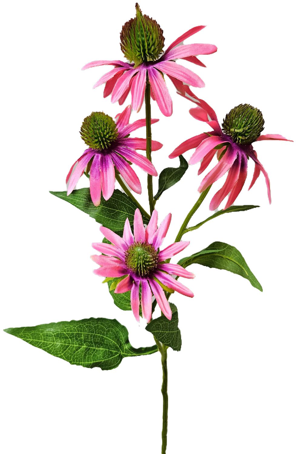 Andreas Sonnenhut,71cm in rosa-grün