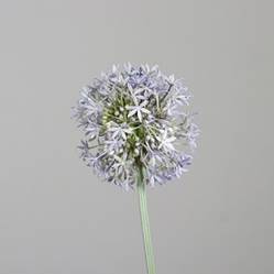 DPI Allium in Farbe blue DPI Allium in Farbe blue, Blume, Pflanze