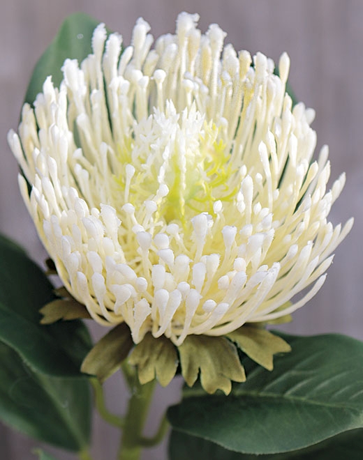  // Protea // creme-weiß // Höhe ca. 65 cm