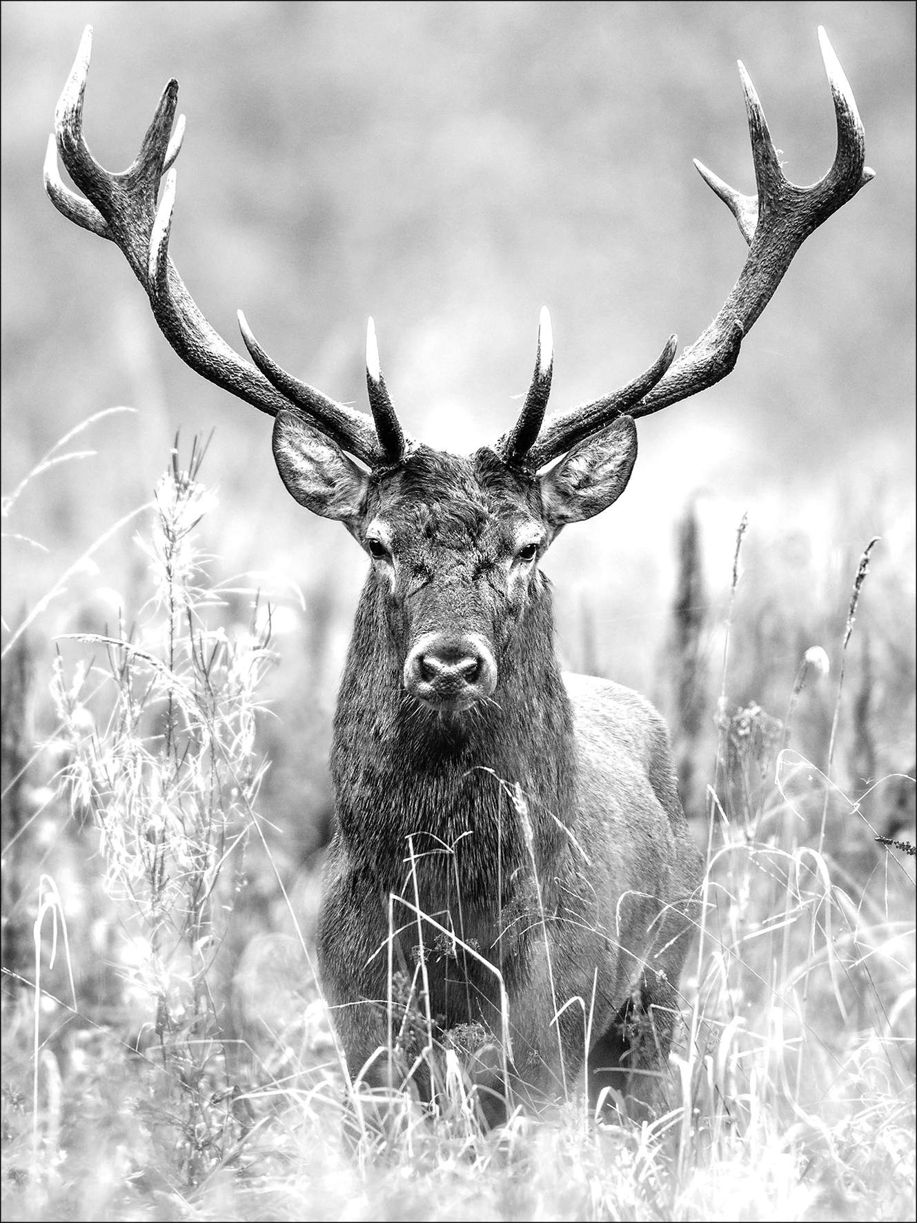PRO ART Canvas-Art Junges Wohnen 80x60cm Grey Deer Head II