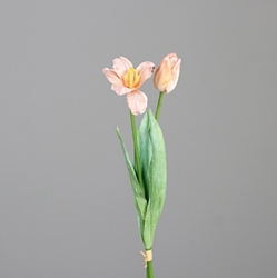 DPI Tulpen-Bündel in Farbe peach DPI Tulpen-Bündel in Farbe peach
