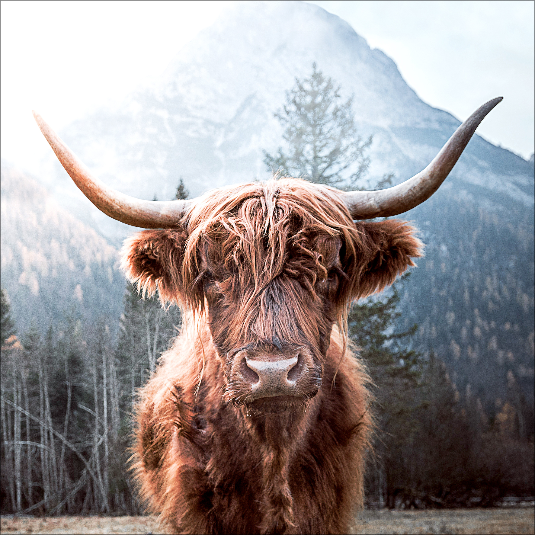 PRO ART Glas-Art 50x50cm Scottish Highland Cattle I