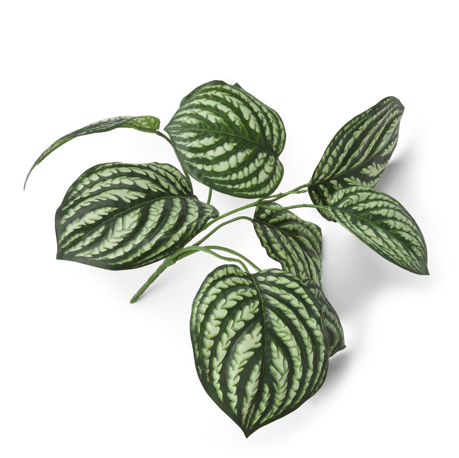 Coco Maison Peperomia bush ca. 30cm in grün