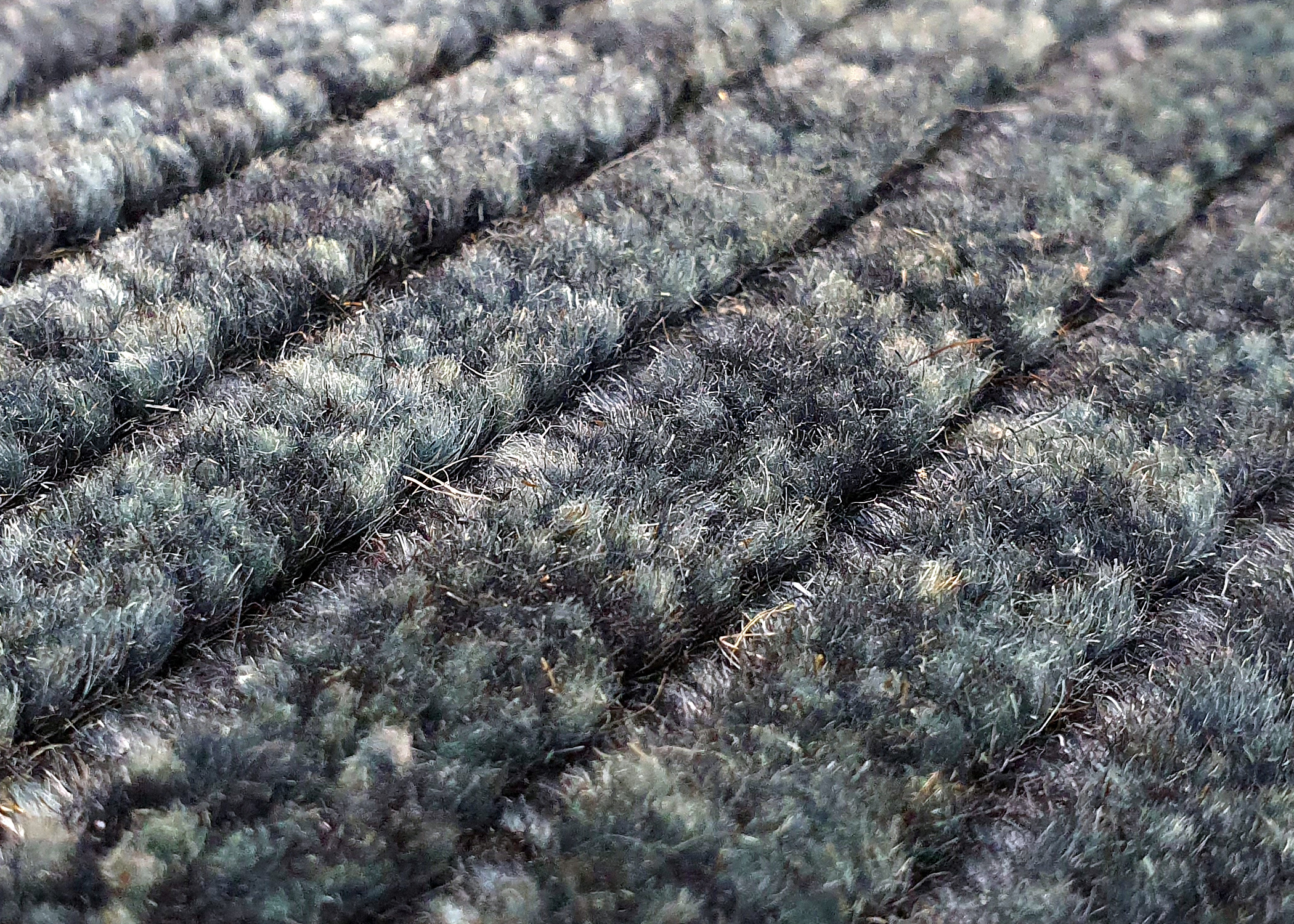 Interliving Teppich R-8120 ca. 140x200cm in Farbe petrol