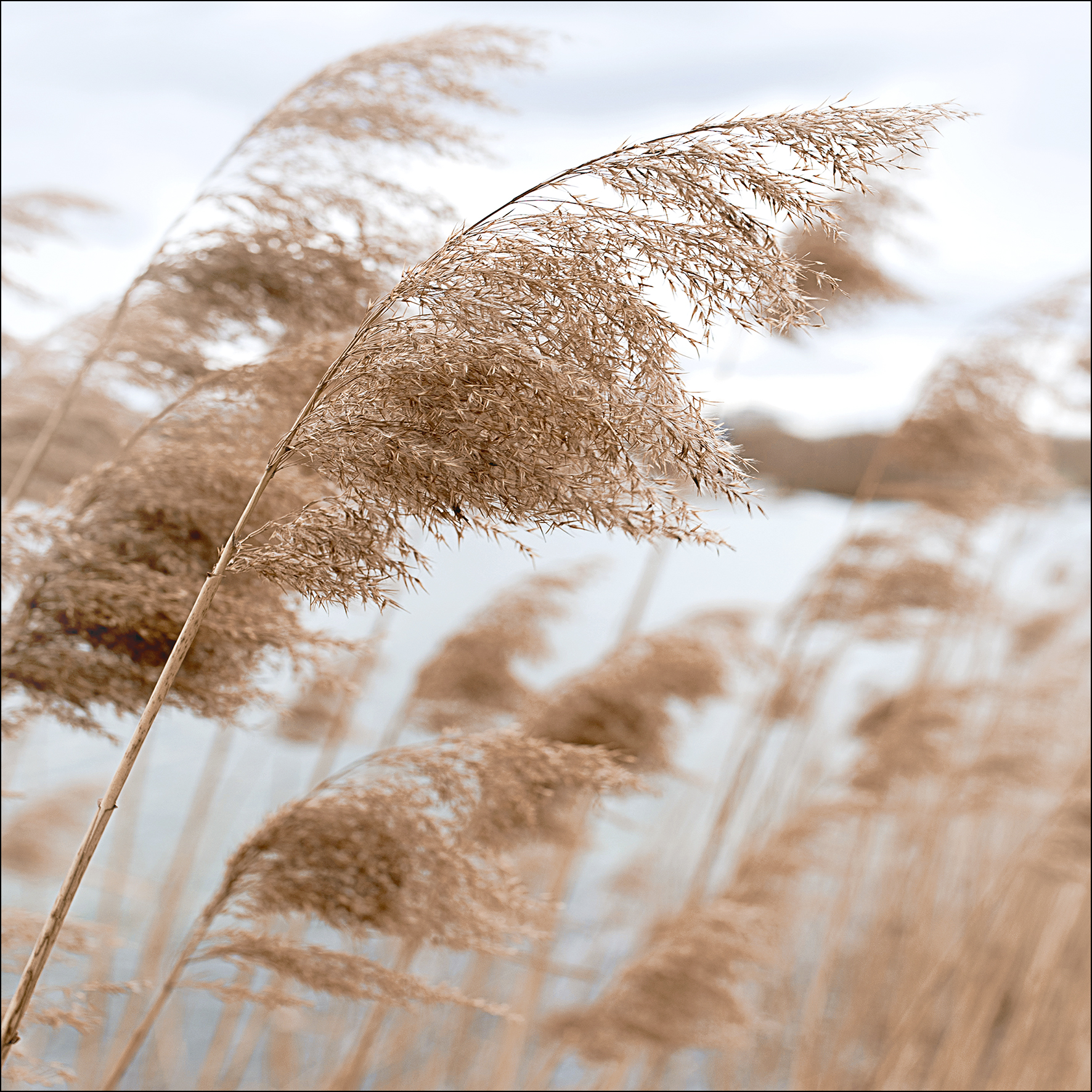 PRO ART Glas-Art 30x30cm In The Breeze VI