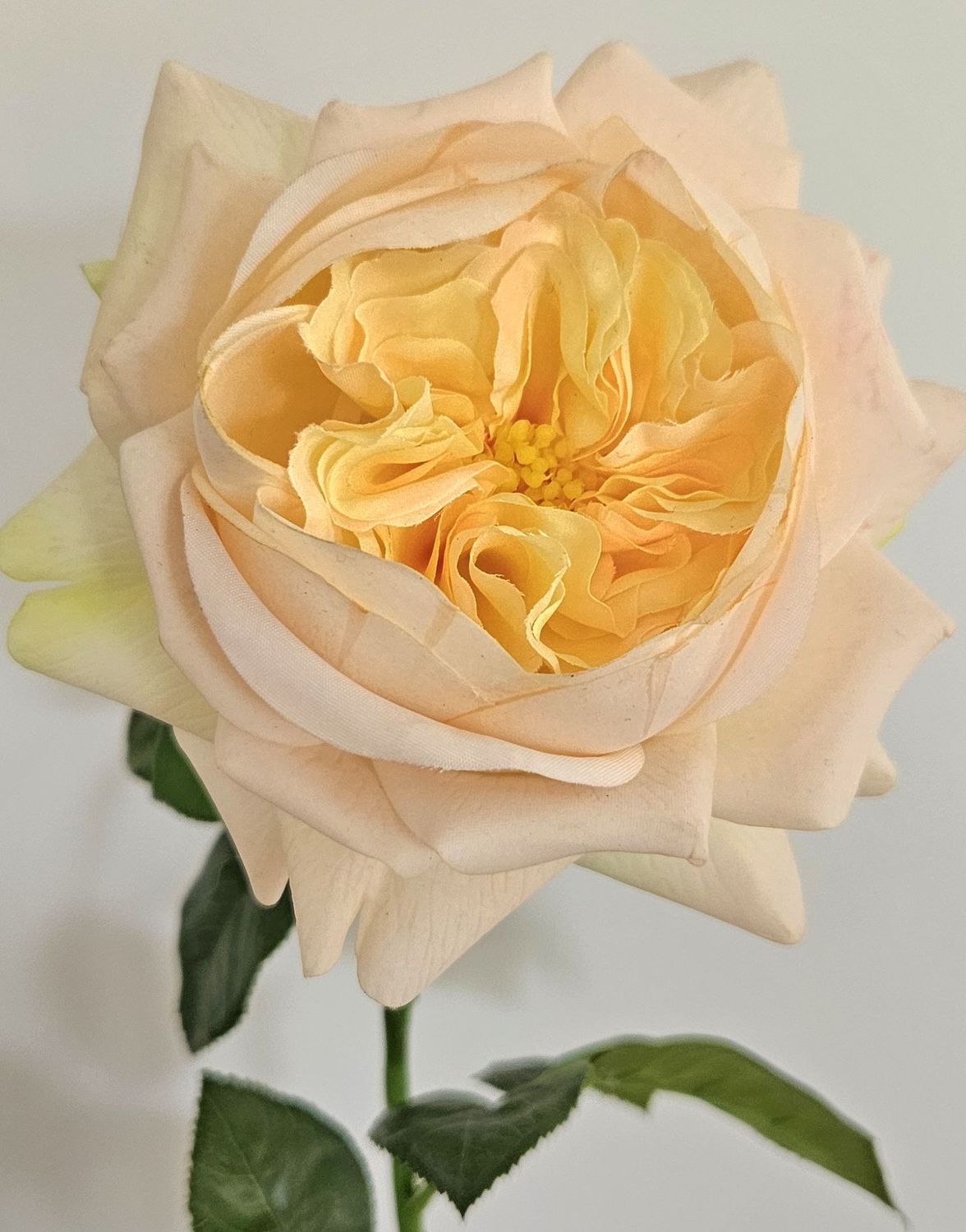 Englische Rose 65 cm in Real Touch soft, aprikose
