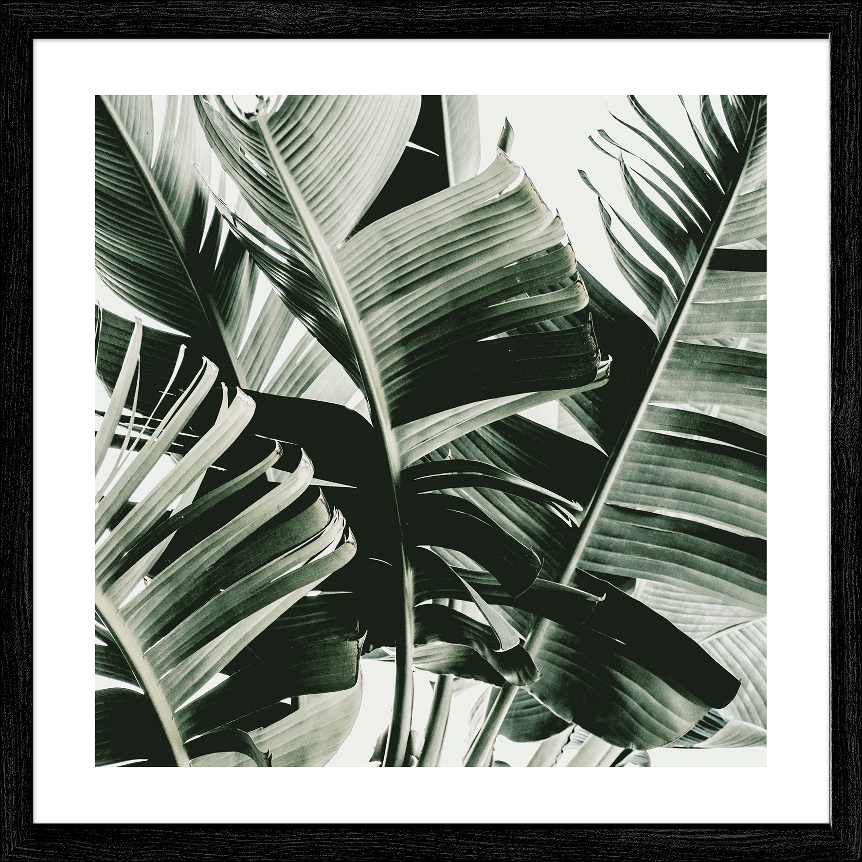 ProArt Framed-Art Slim Scandic 53x53cm Jungle Leaves IV