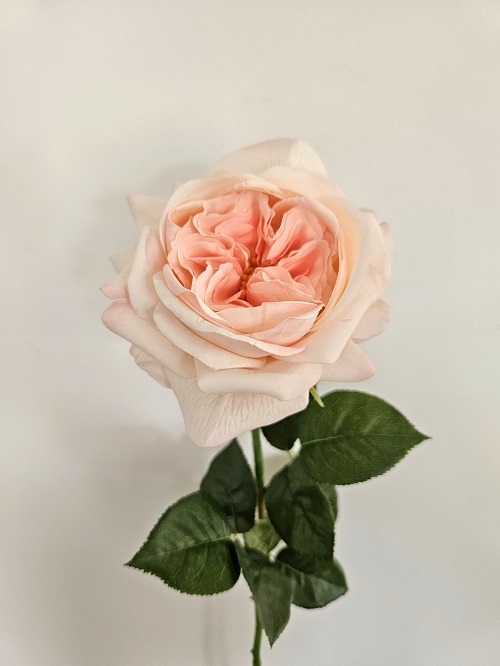 Englische Rose 65 cm in Real Touch soft, hellrosa