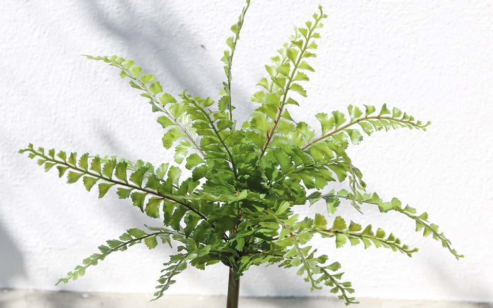  // Farnbusch // grün // Höhe ca. 36 cm