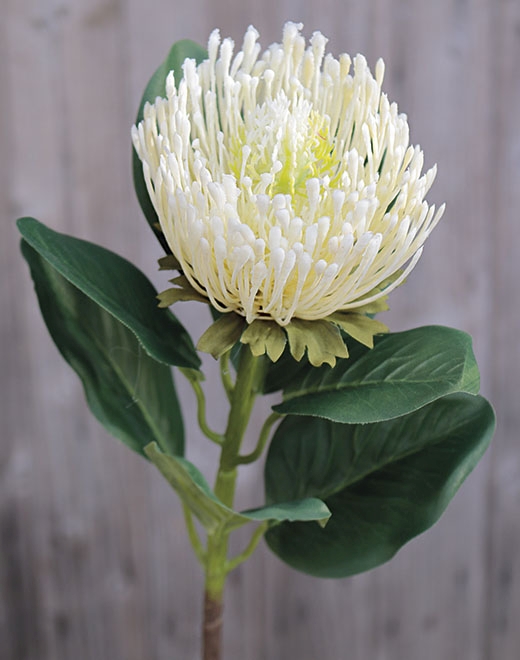  // Protea // creme-weiß // Höhe ca. 65 cm