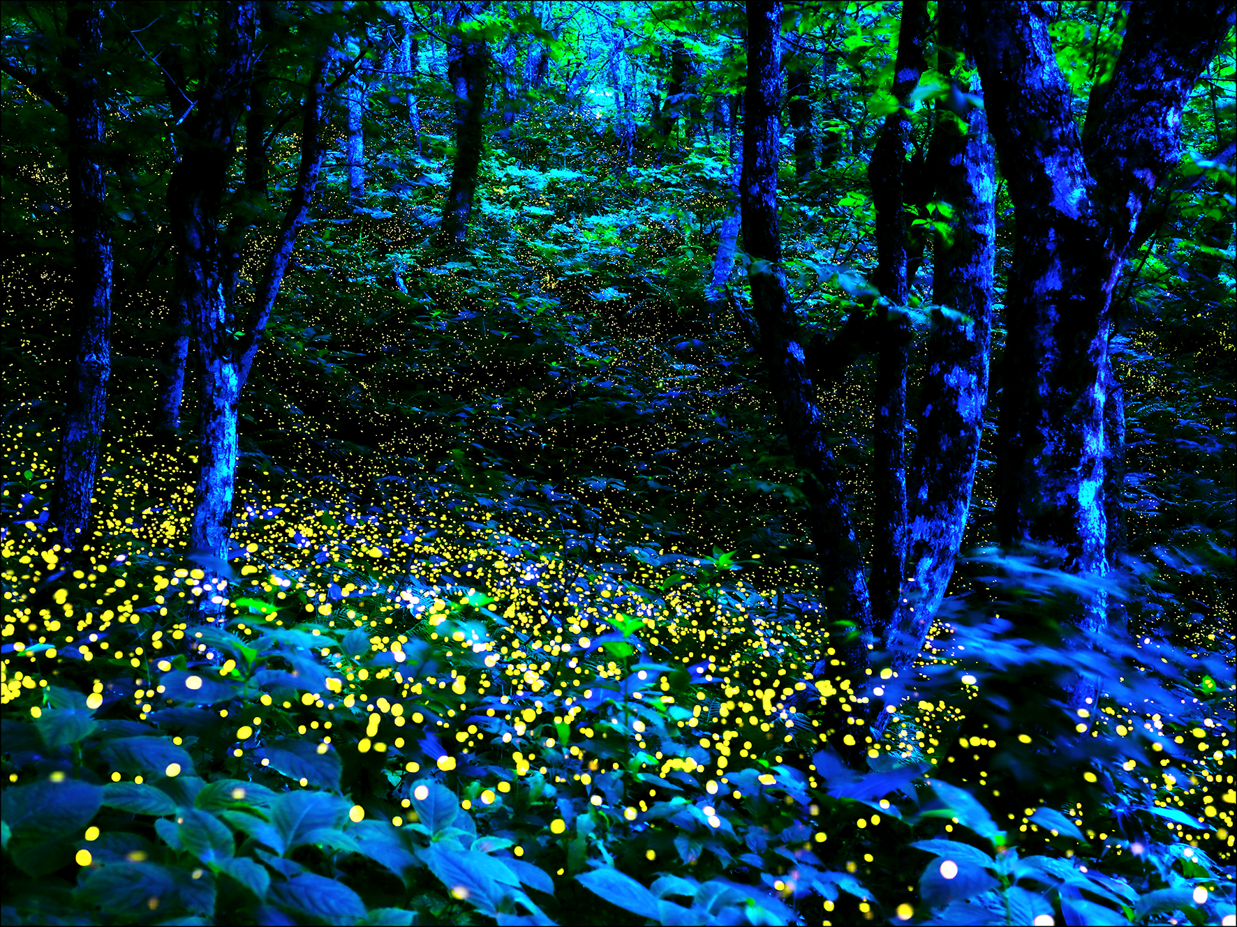 PRO ART Canvas-Art Junges Wohnen 120x90cm Mystical Forest