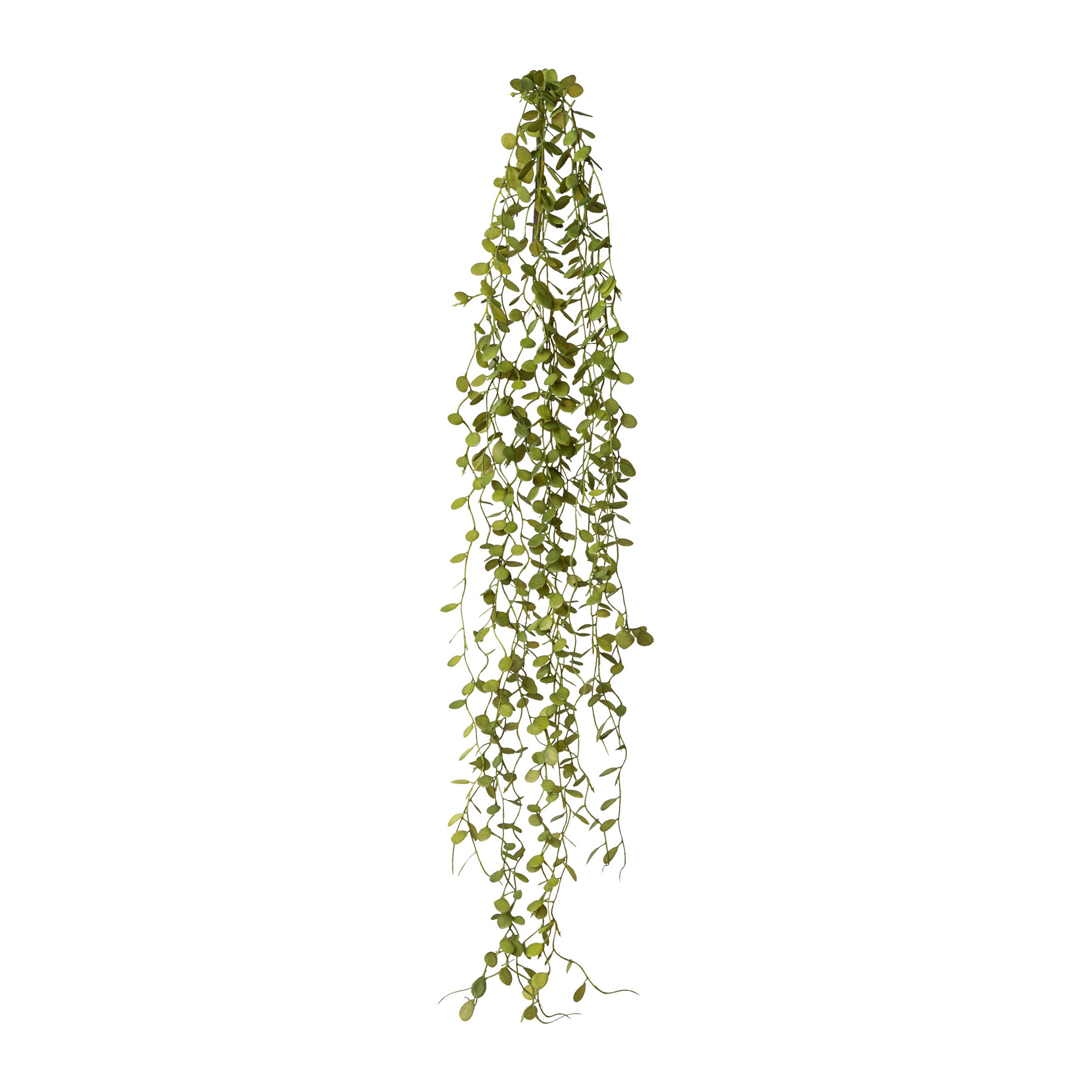 Mühlenbeckia-Hänger OSCAR in Grün, hängende pflanze, klettervine, grüne blätter, zimmerpflanze, hängendes Laub