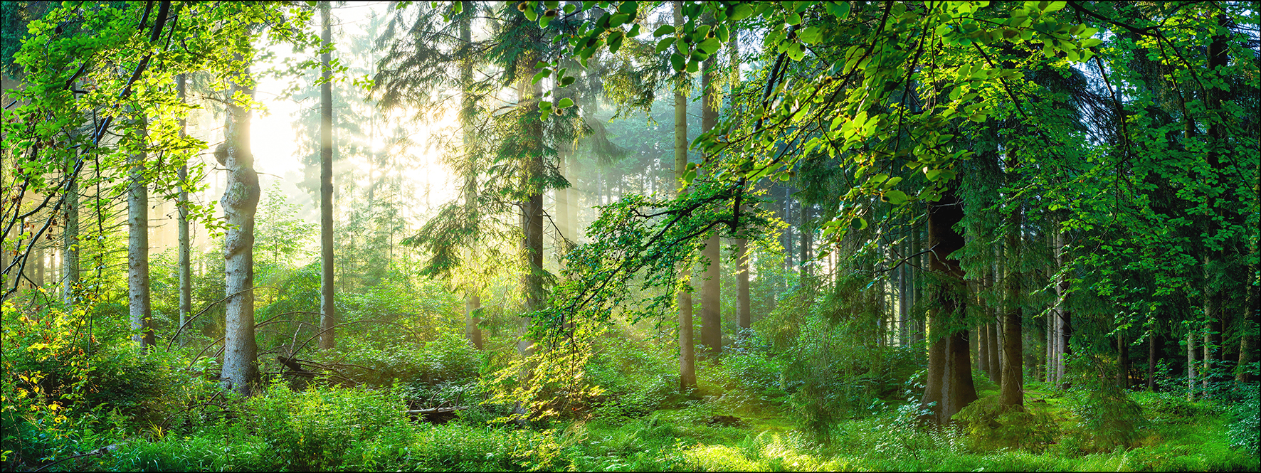 PRO ART Glas-Art 125x50cm Forest Harmony I