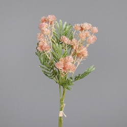 DPI Fruchtstand in Farbe rosee, Blume, Pflanze, Gras, Blumen-Arrangement, Amaranthaceae