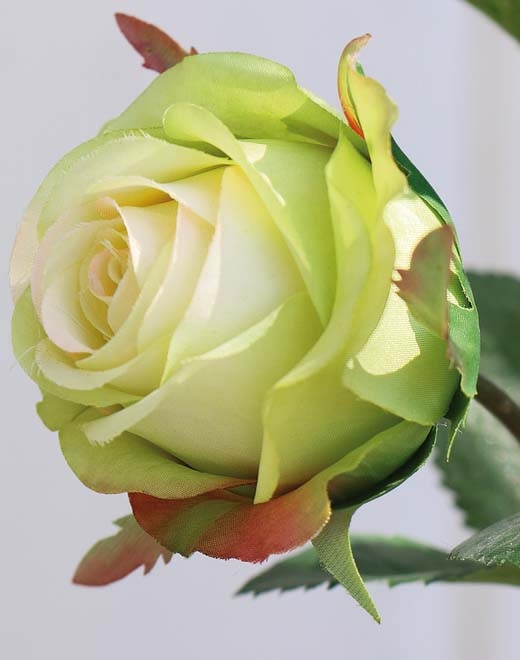 Rose 57cm 2590788A3 in creme-grün