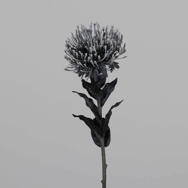 DPI PROTEA 43969-30 ca.74cm in black, Blume, Pflanze, Pflanze im Topf