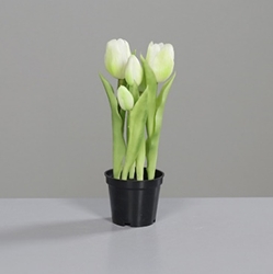 DPI Tulpen in Farbe cream, schwarz DPI Tulpen in Farbe cream, schwarz, Blume, Blumen-Arrangement, Pflanze, Blütenblatt, Töpferei