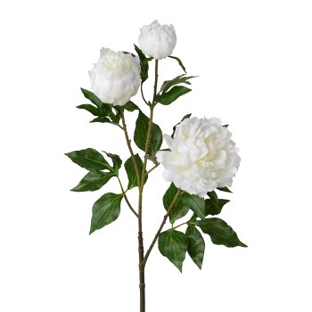 Gasper Peonie x 3 in Farbe Rosa