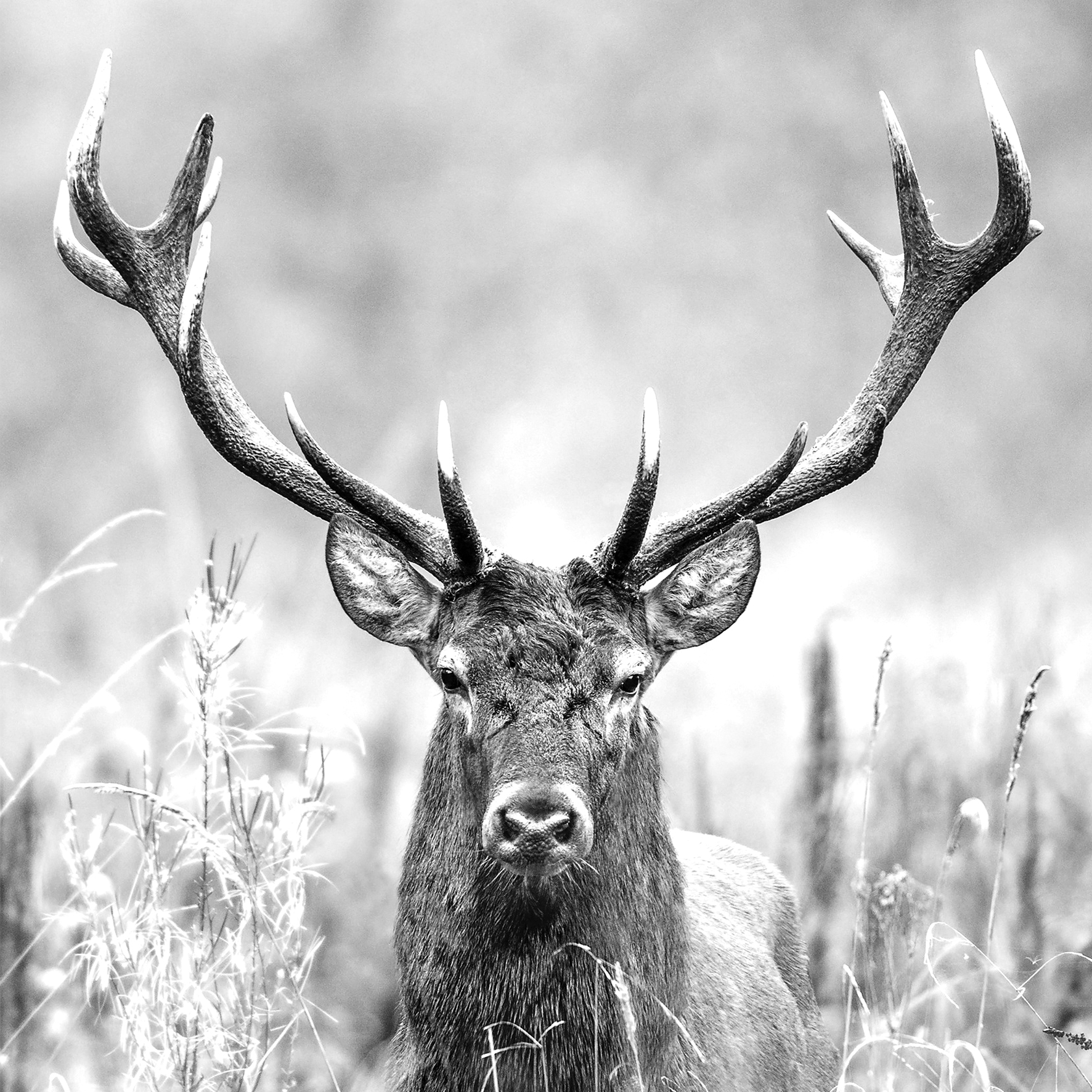 PRO ART Glas-Art 50x50cm Grey Deer Head ll
