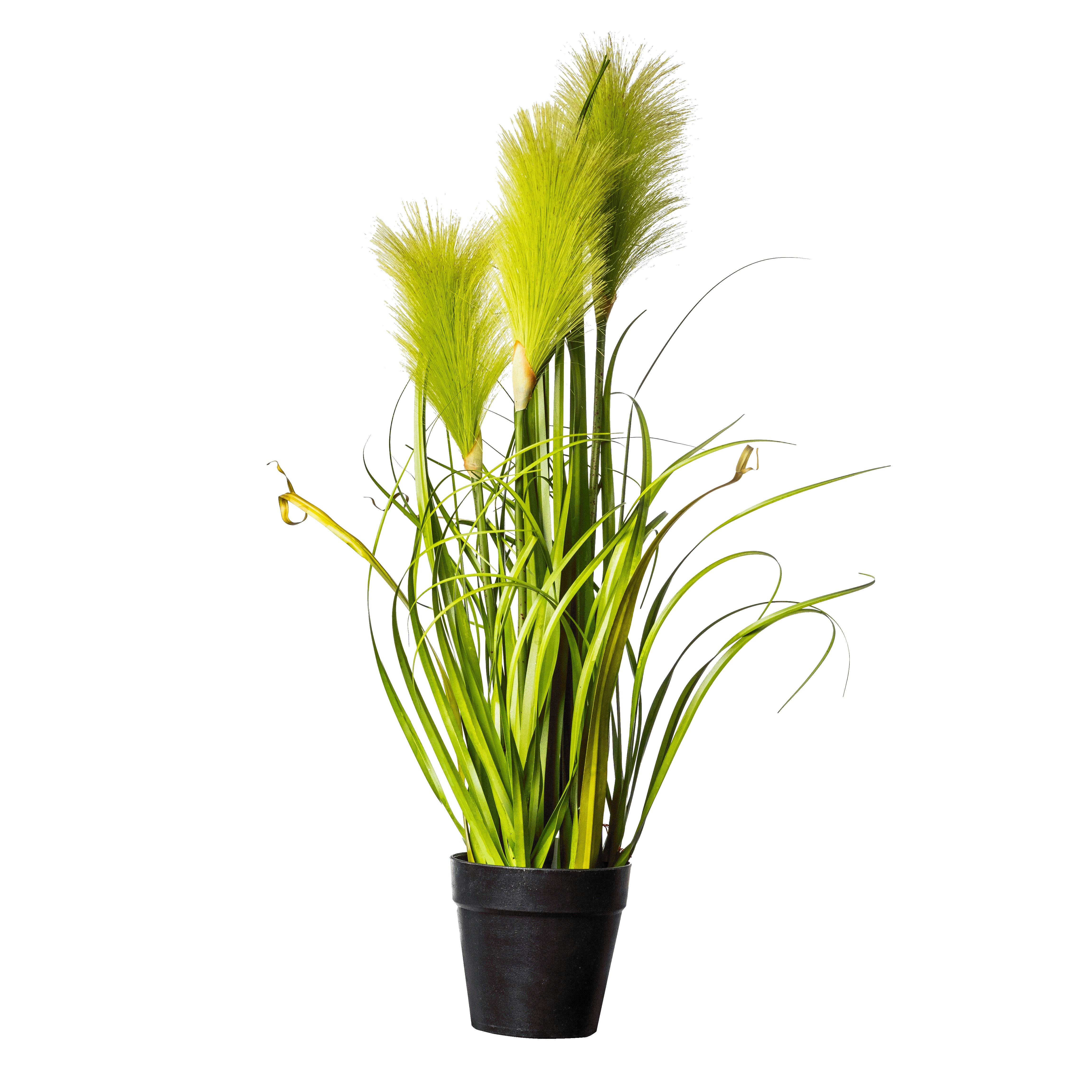 Flower Manufaktur Pampasgras getopft ca. 55cm in Farbe Grün