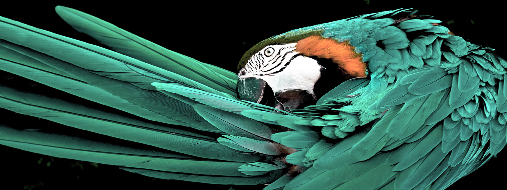 PRO ART Glas-Art 125x50cm Green Parrot