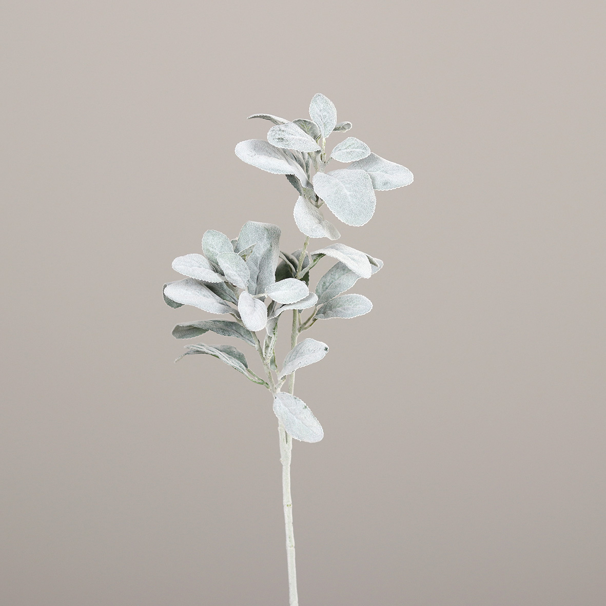 DPI Salbei Zweig 71cm 52754 ca.71cm in , Pflanze, Blatt, Blume, Acanthaceae, Blütenblatt