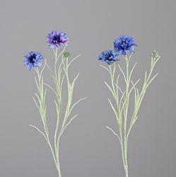 DPI Kornzweig in Farbe blue combination, Blume, Pflanze, Lavendel, Gänseblümchen