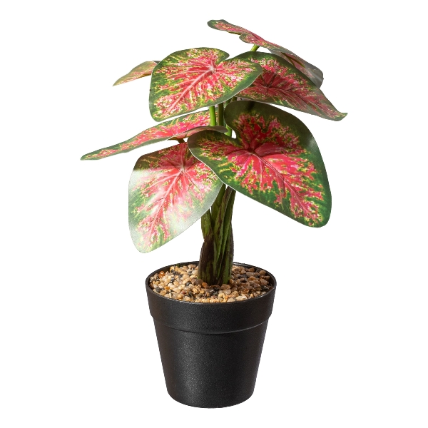 Caladium Planze x9,BL.grünrot 3322094-57 in Mehrfarbig, Kunstpflanze, Tropenpflanze, Grün, Rosa-Grün, Topfpflanze
