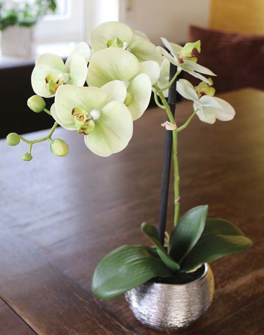 Orchiedee Phalaenopsis 45cm 2761788A3 in Real Touch Soft, creme-grün