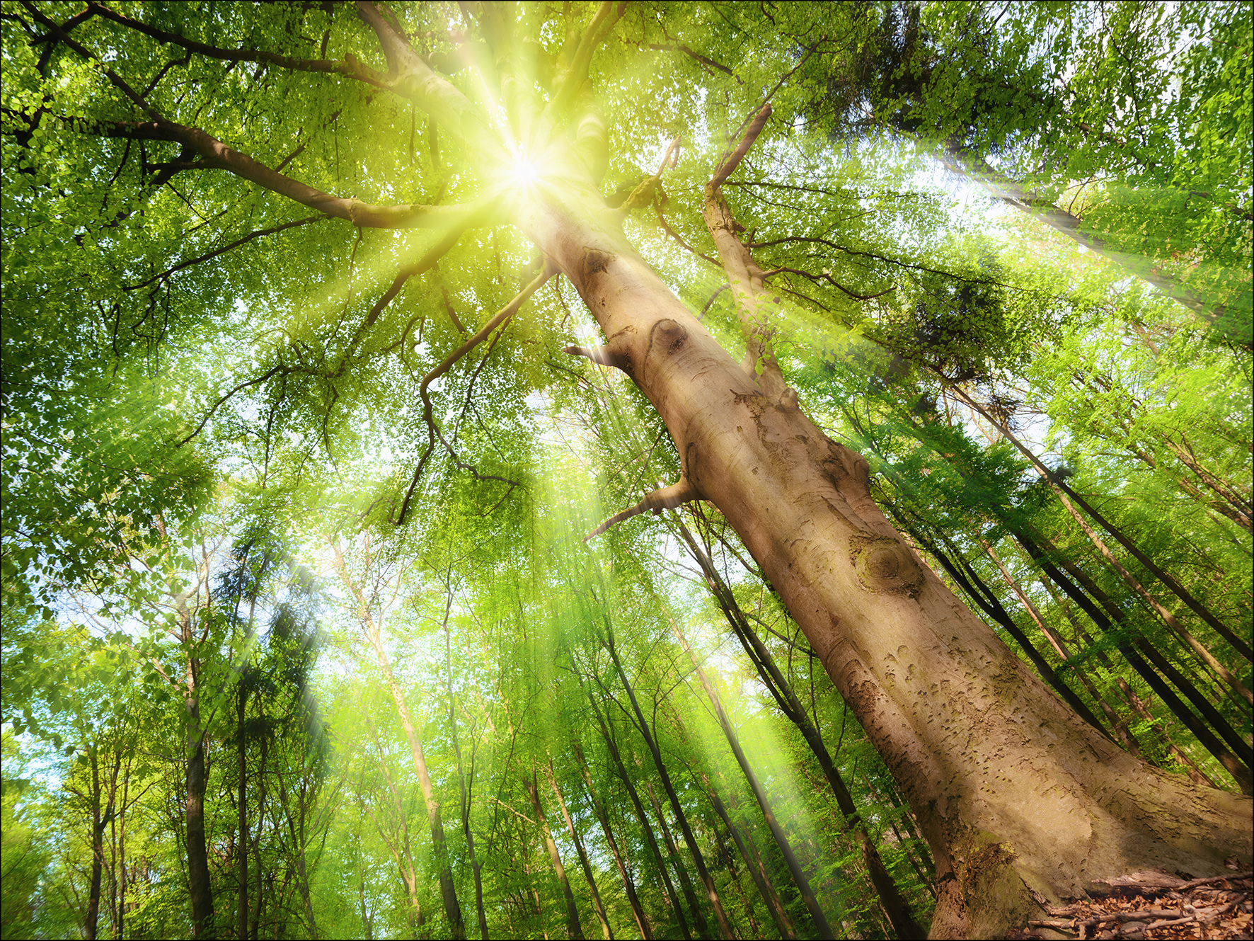 PRO ART Canvas-Art Junges Wohnen 80x60cm Towards The Sun