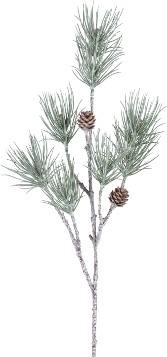 Gasper Kiefernzweig BURUK in grau, Pflanze, Baum, Konifer, Kiefer, Lärche