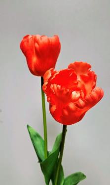 Andreas Papageitulpe,'Deluxe',65cm,RT KUNSTPAPAGEIETULPE in 