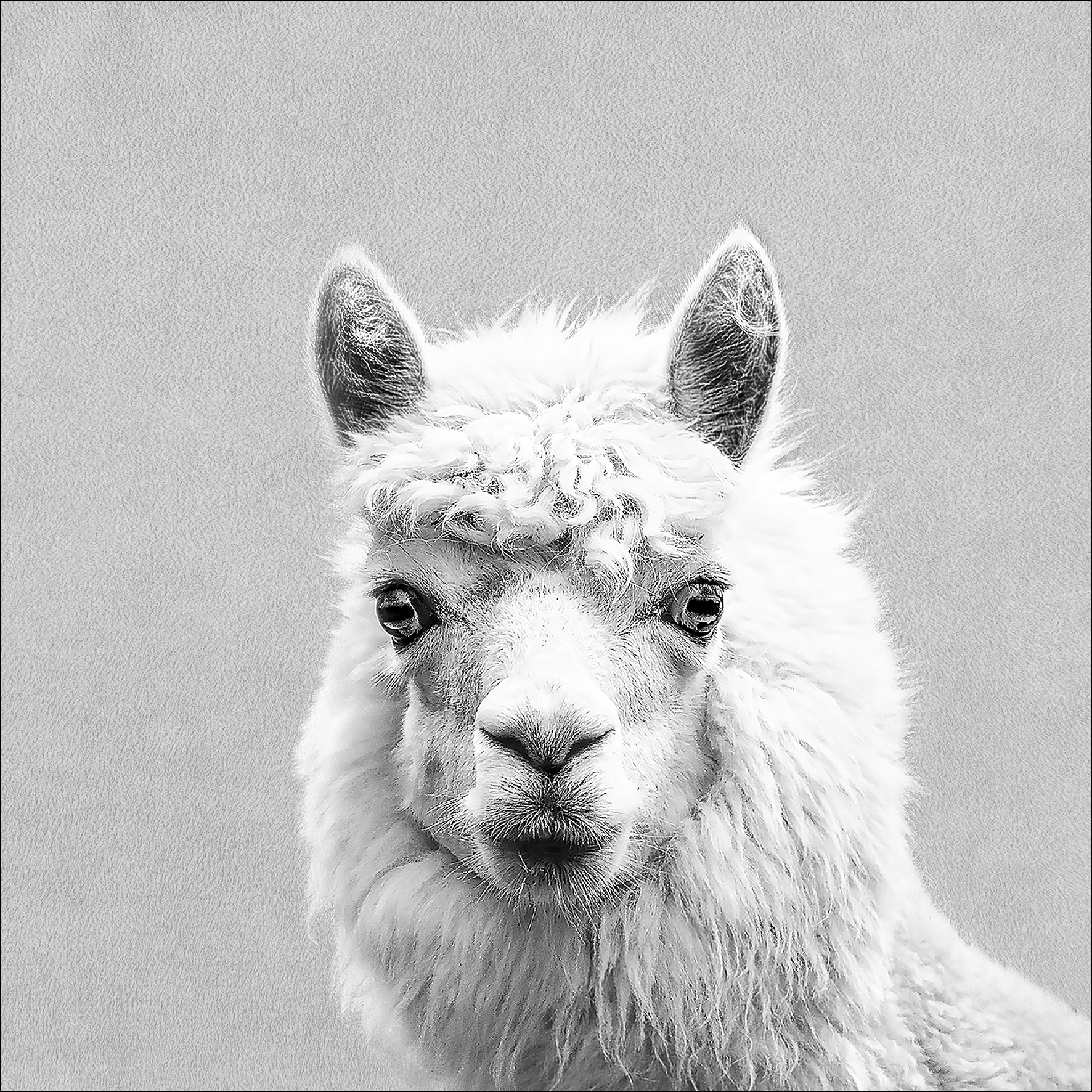 PRO ART Canvas-Art Junges Wohnen 30x30cm Lama