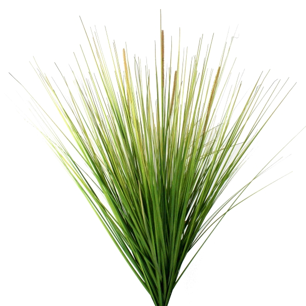 Gasper Dünengrasbusch in Farbe Grün