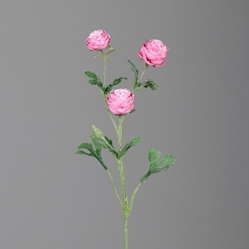 DPI Ranunkel in Farbe pink DPI Ranunkel in Farbe pink, Blume, Pflanze, Blütenblatt, Nelke, Rose