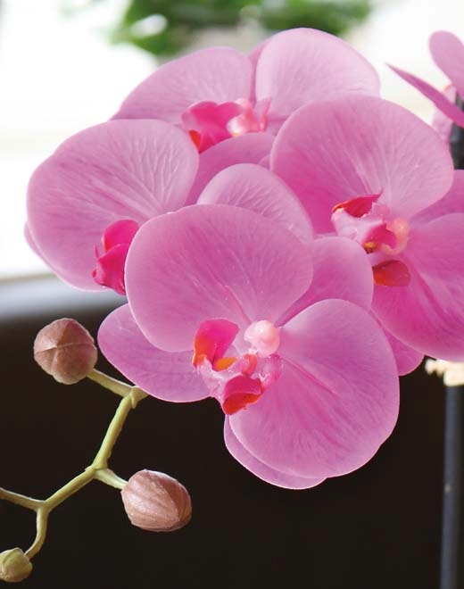  // Orchidee Phalaenopsis // getopft // Real Touch Soft, cerise // Höhe ca. 45 cm