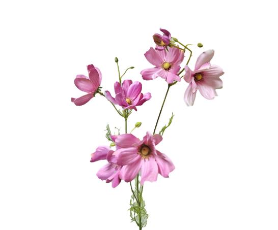 Andreas Cosmea,76cm COSMEA in Andreas Cosmea,76cm COSMEA in