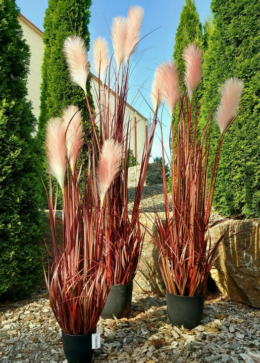 Schilfgras,getopft,90cm 4112433F2 in herbstrot