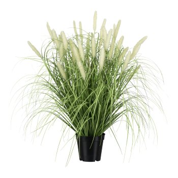 Gasper Pennisetum im Topf in Farbe Grün