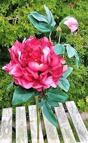 Päonie 68cm 2342405E1 in rot-rosa