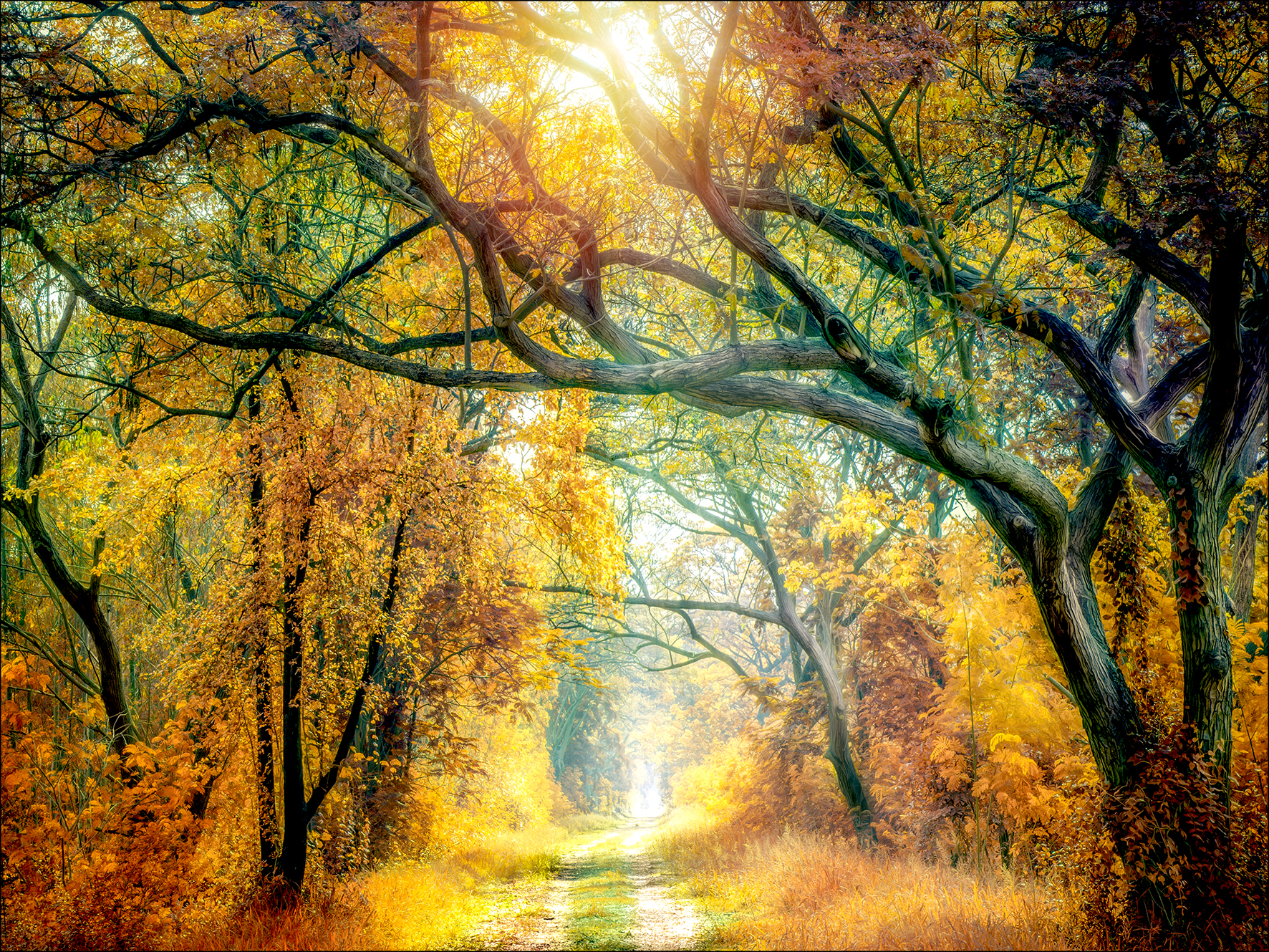 ProArt Canvas-Art 120x90cm Sunshine In The Forest II