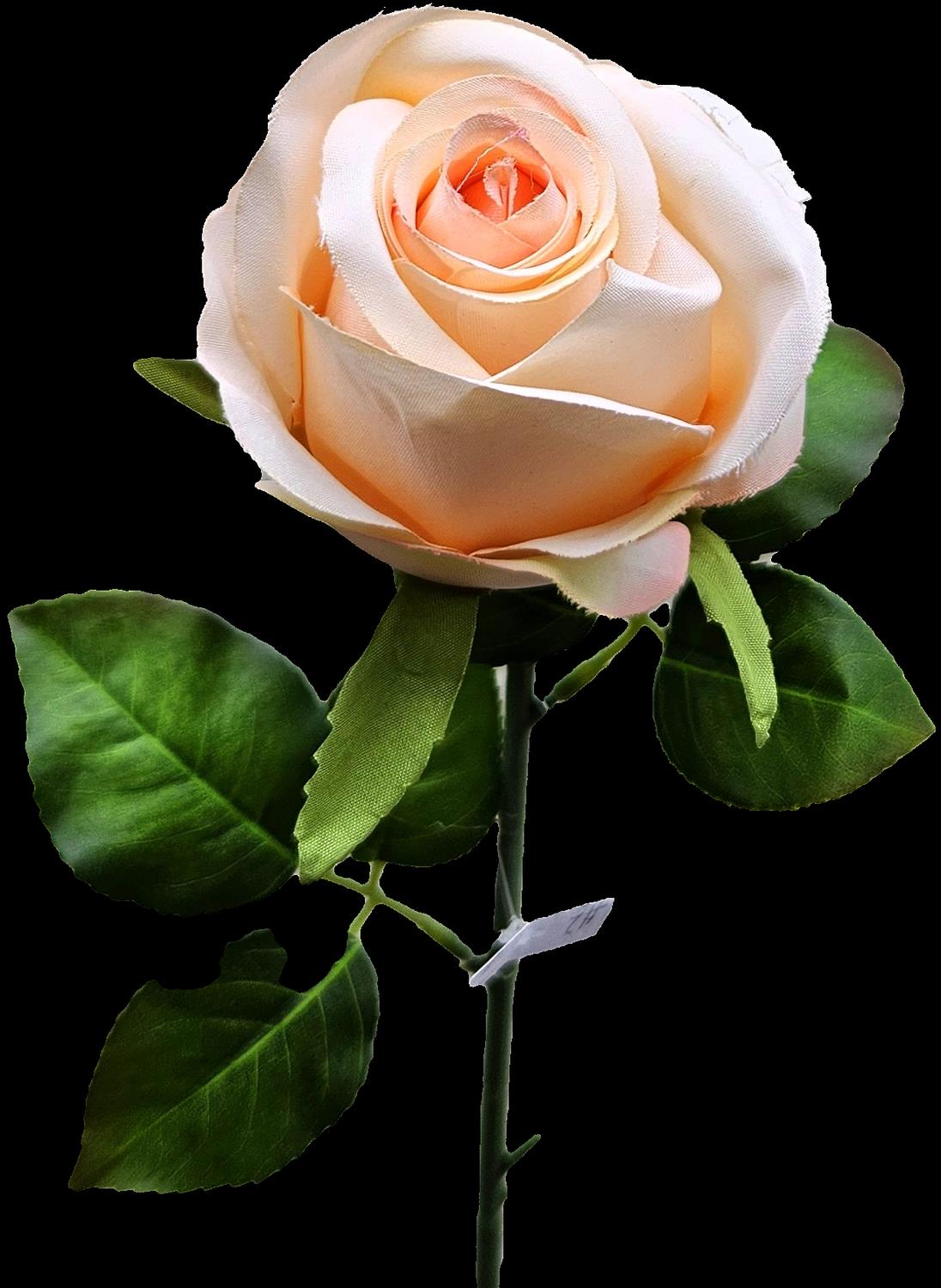 Andreas Französische Rose,50cm ROSE in aprikose Andreas Französische Rose,50cm ROSE in aprikose