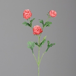 DPI Ranunkel in Farbe peach, Blume, Pflanze, Nelke, Rose, Blütenblatt