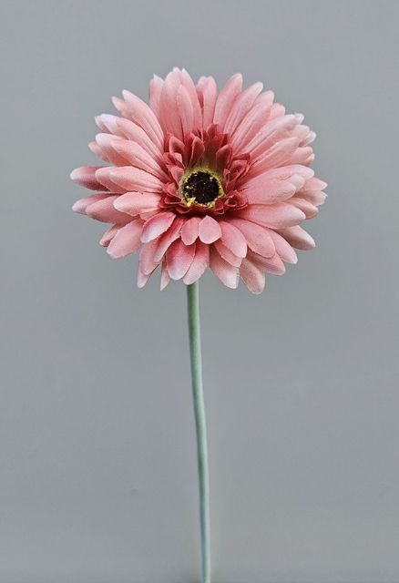  // Gerbera // antik-hellrosa // Durchmesser ca. 8 cm // Höhe ca. 53 cm